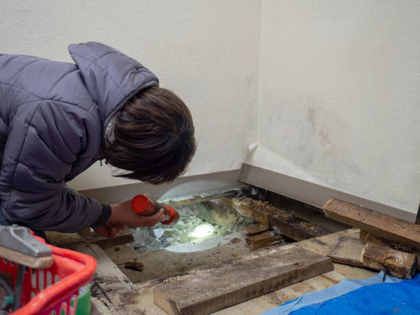 Best Mold Removal for HVAC Installations  in South Charleston, OH