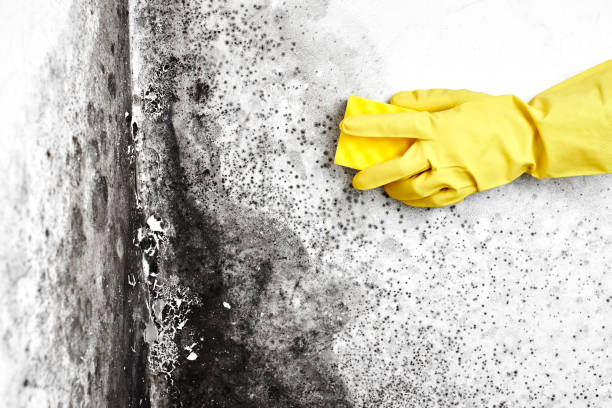 Best Mold Documentation for Insurance Claims  in South Charleston, OH