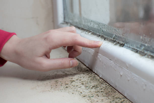 Best Basement Mold Removal  in South Charleston, OH