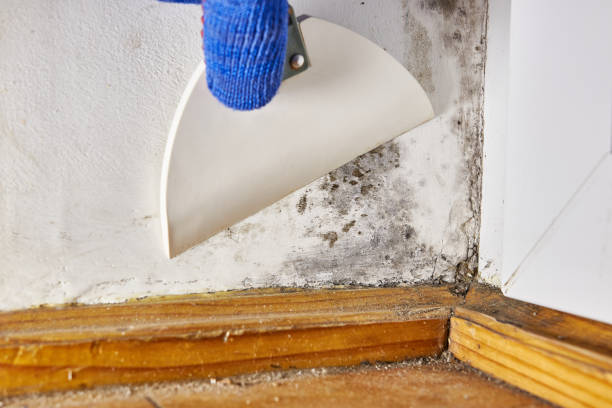 Asbestos and Lead Testing During Mold Inspection in South Charleston, OH