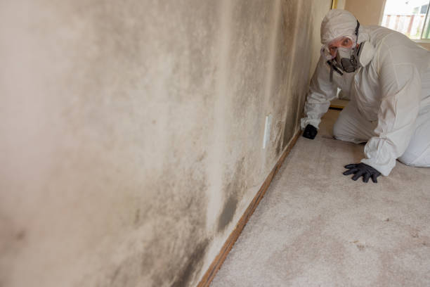 Best Emergency Mold Remediation  in South Charleston, OH